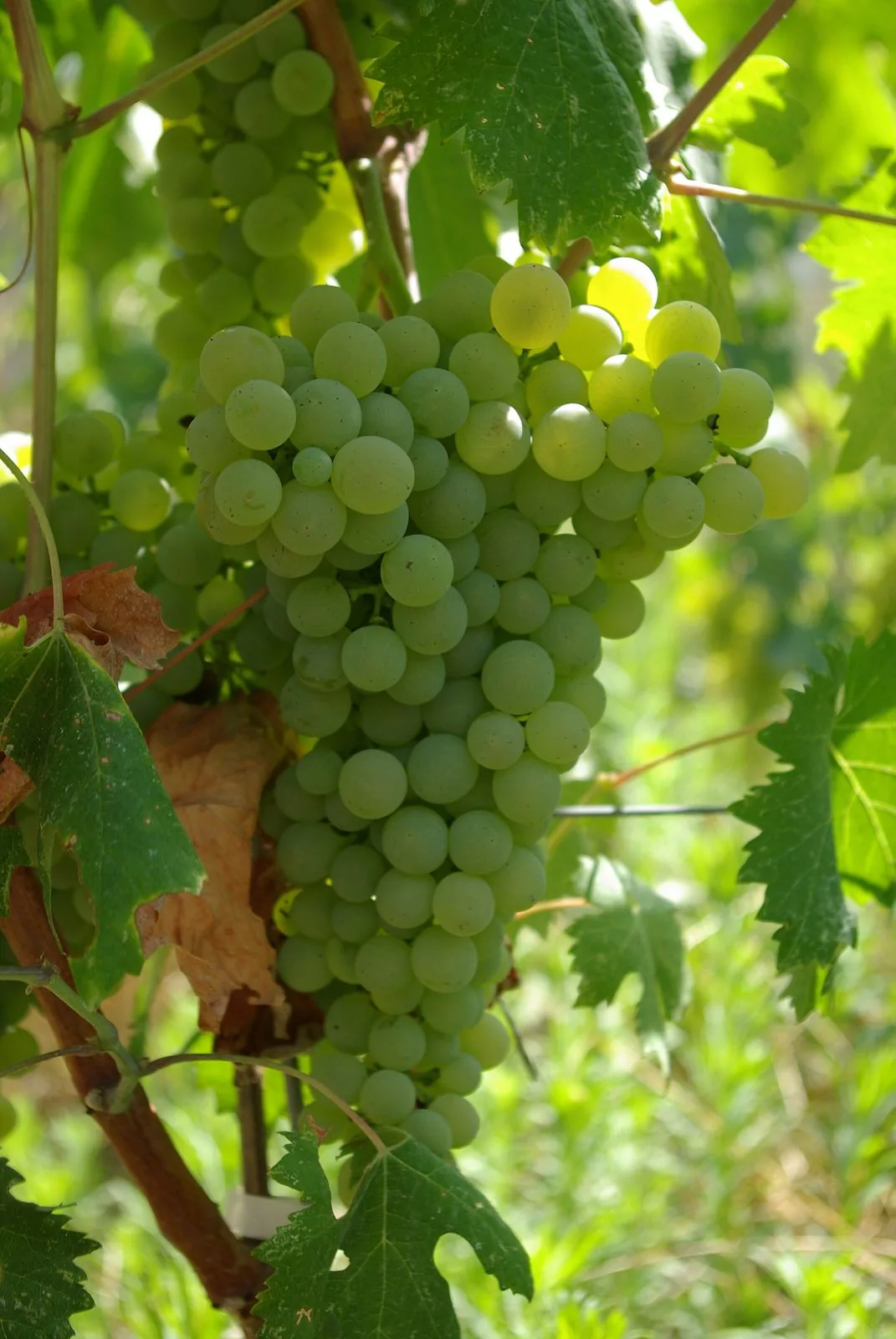 Grappolo di uva Vermentino a bacca bianca sulla vite, tra le foglie verdi